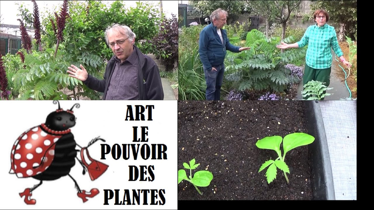 Melianthus major – Taille, entretien, semis, culture et division 🌿 Une vivace spectaculaire !