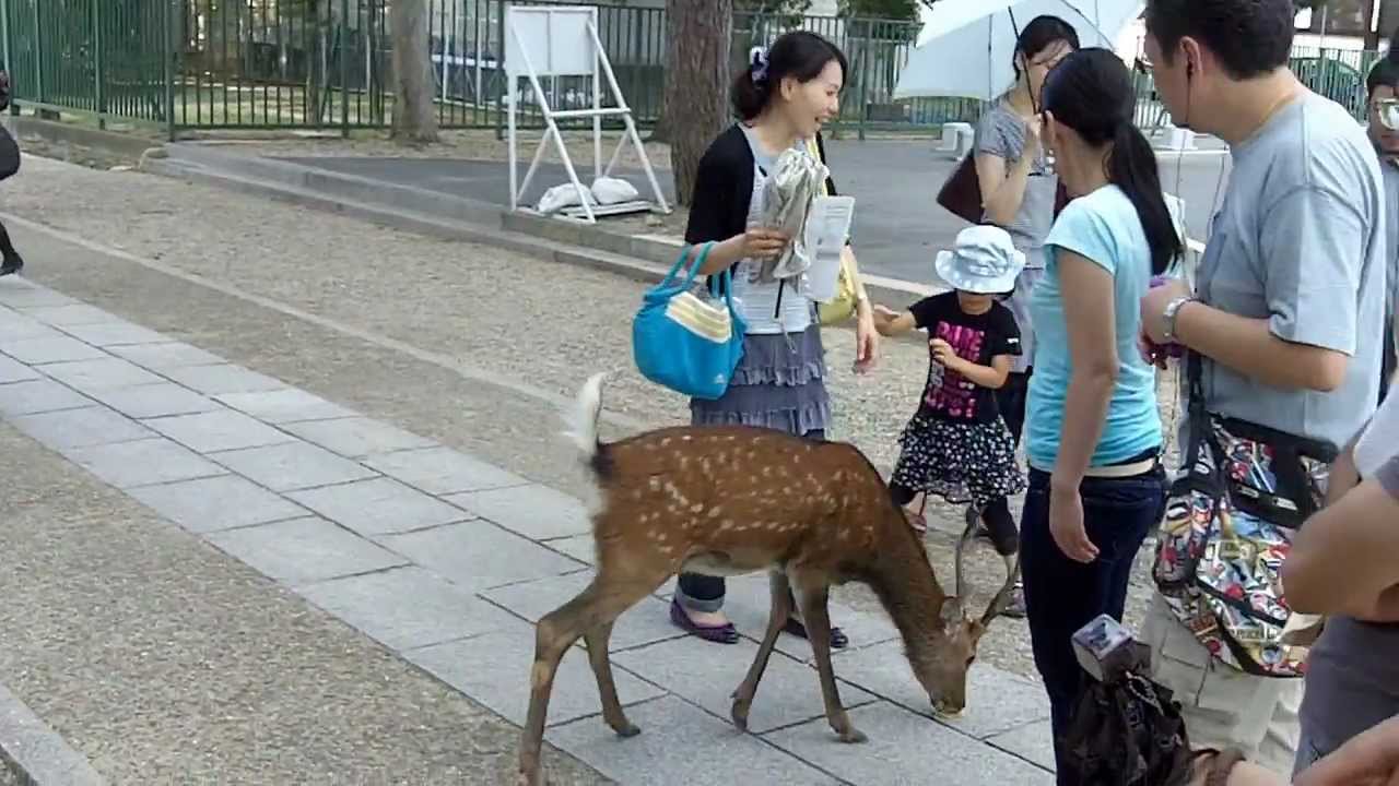 Nara Deer and Japanese Kids