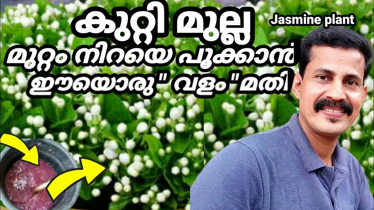 BushJasmine grow in pot/കുറ്റി മുല്ല മുറ്റം നിറയെ പൂക്കാൻ ഈ വളം ഒരു ഗ്ലാസ്സ് മതി/Btech MIX MEDIA