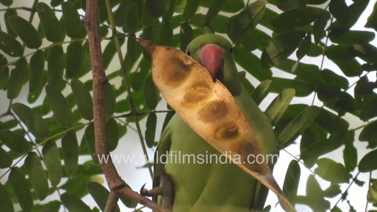 Rose-ringed Parakeet Feeding in New Delhi  Green Parrot in Natural Habitat