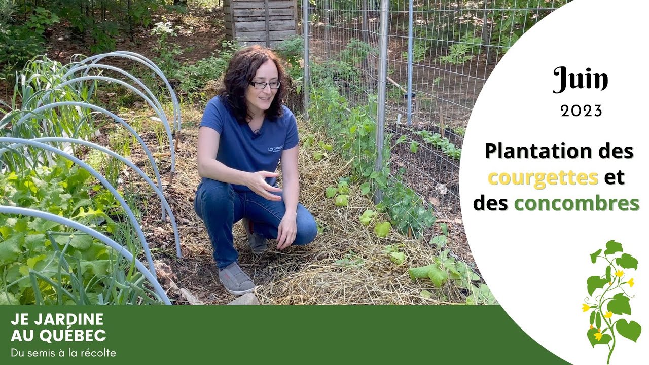 Comment planter les concombres et les courgettes au potager