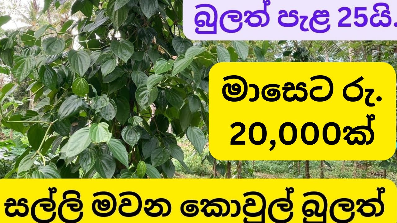 සල්ලි මවන කොවුලේ බුලත් වගාව. kowul bulath wagawa.