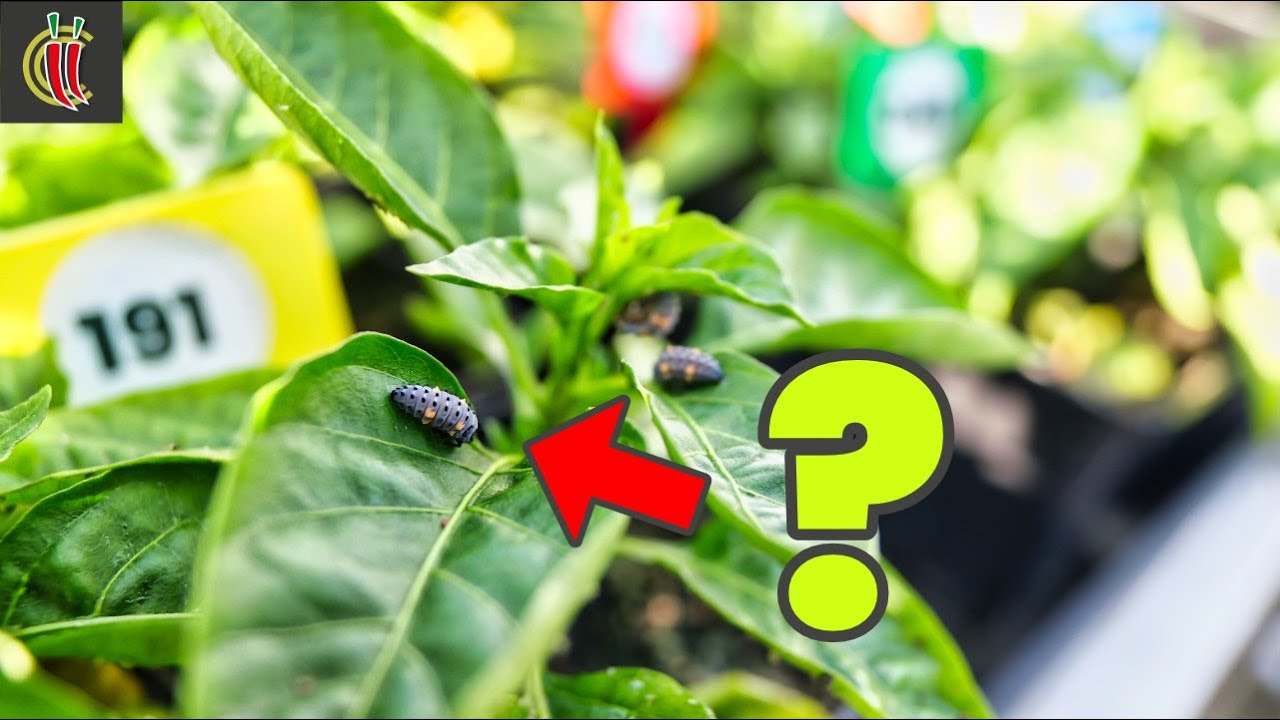 ChilliChump Garden Update, 