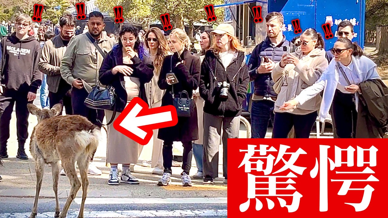 「これ何?!」初めて日本で鹿に触れて外国人観光客も驚愕！