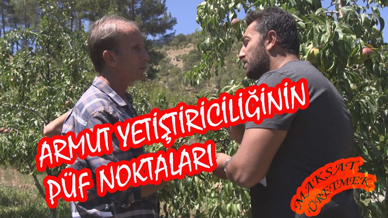 Armut Yetiştirmek - Armut Yetiştiriciliğinin Püf Noktaları (Bakım - İlaçlama-Verim) - Maksat Üretmek