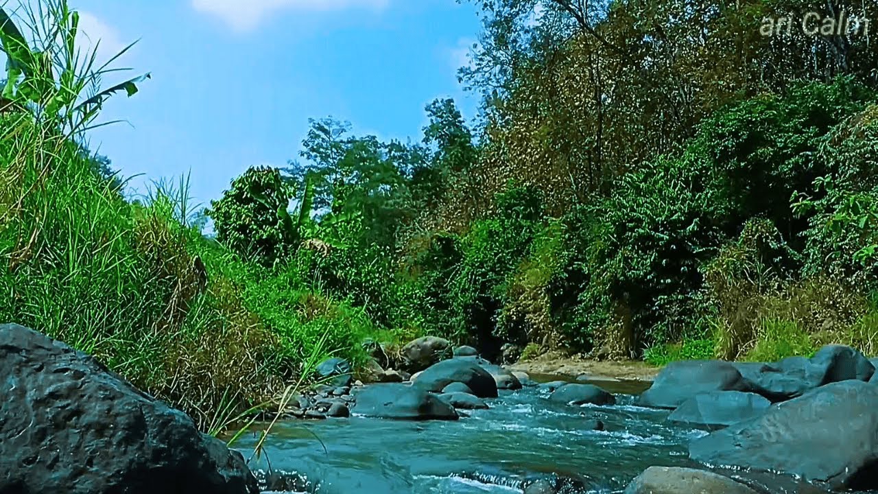 Relax with Gentle Stream and Babbling Water Sounds in a Peaceful Green Forest #a