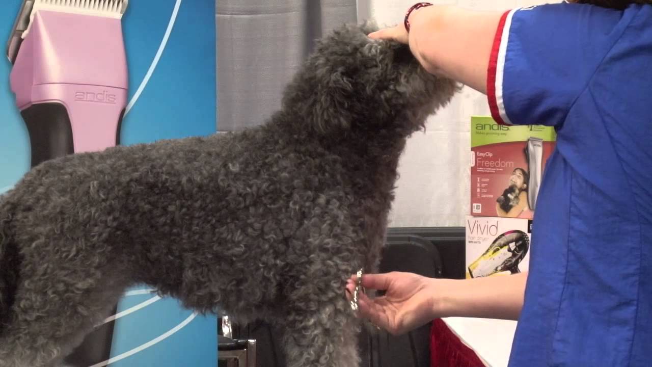 Grooming a Show Rustic Coated Pumi