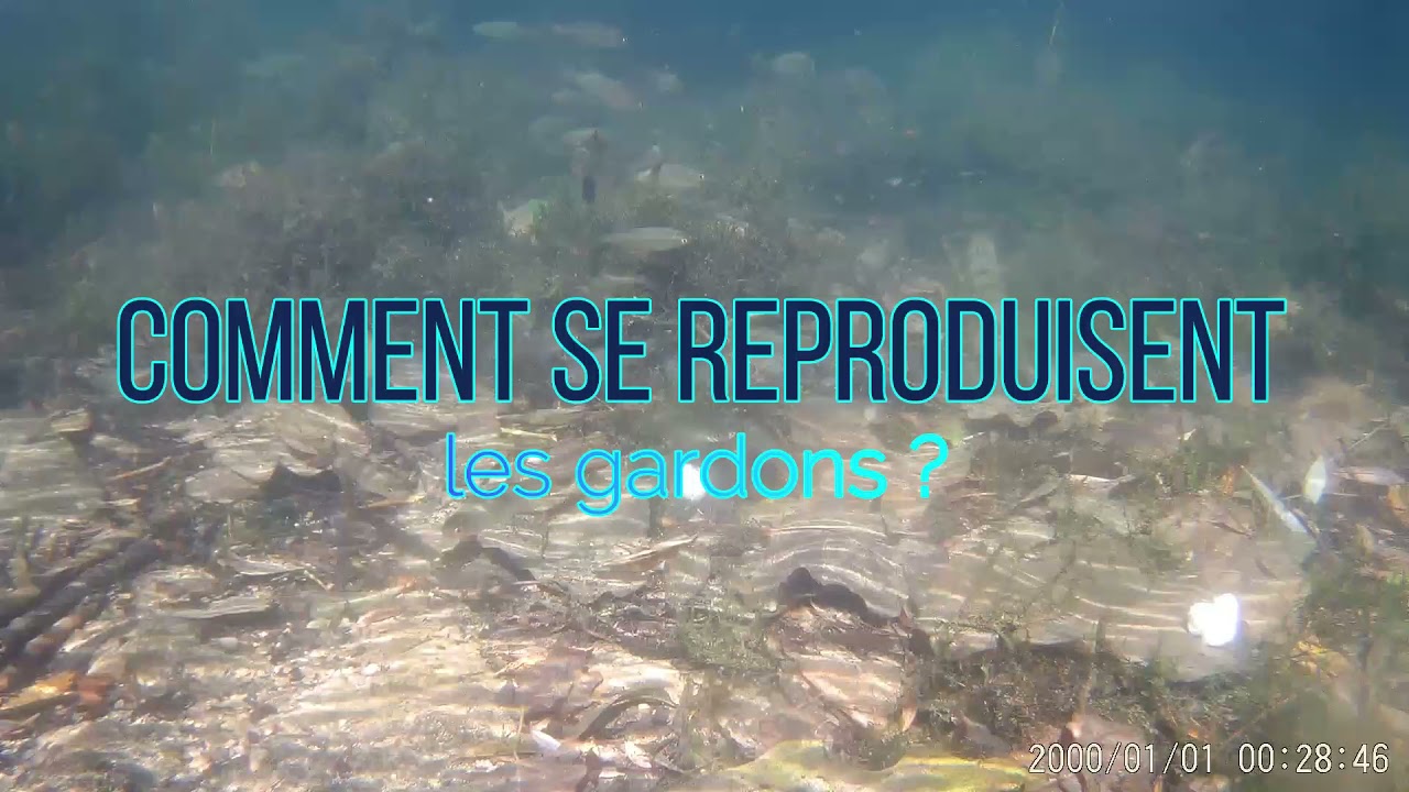Tout savoir sur les gardons (comment ils vivent...)