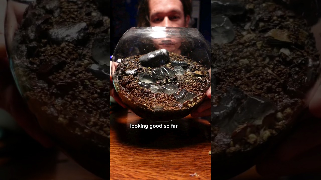 Snail Terrarium