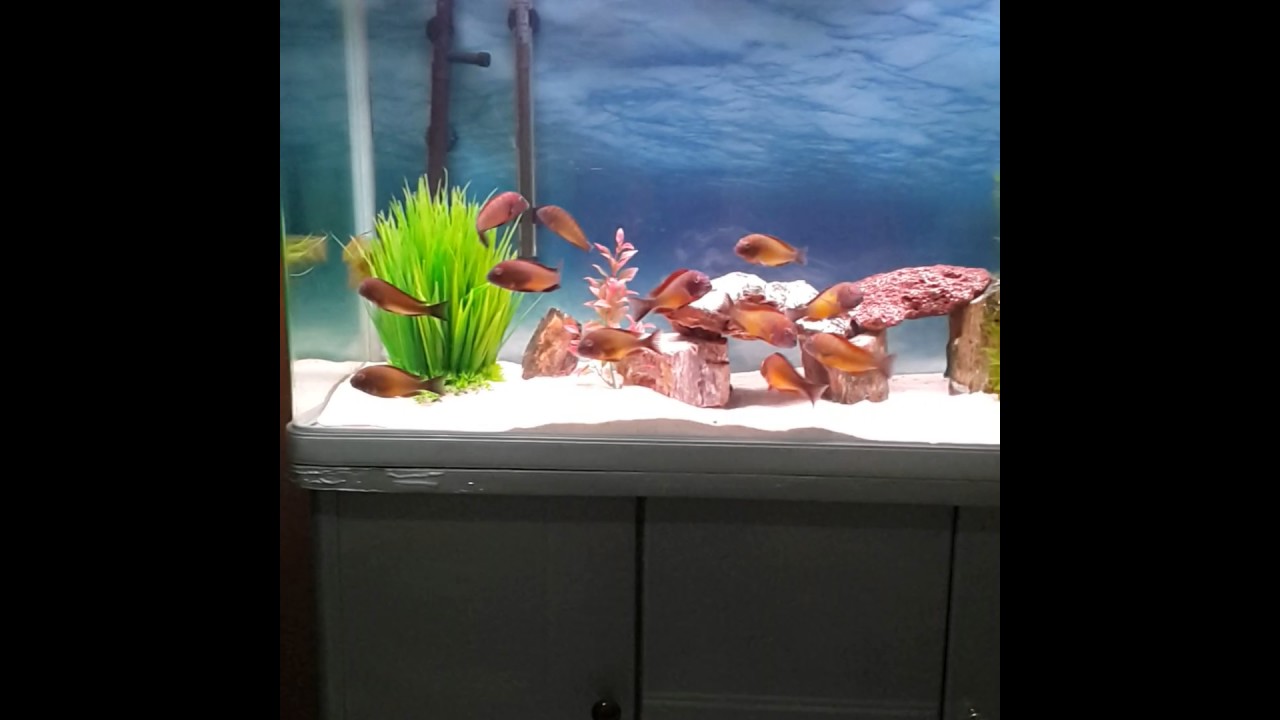 Tropheus İlangi Yellow Yavru (Baby)