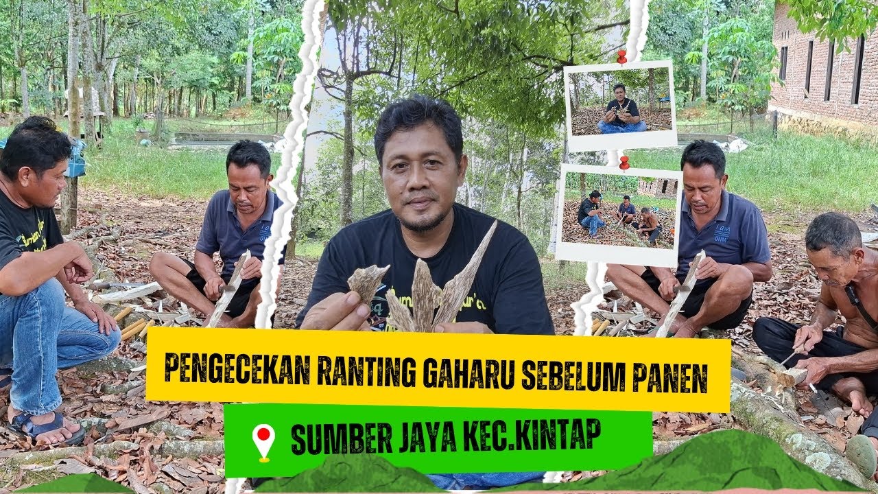 Potong ranting gaharu masa Inokulasi 9 bulan 