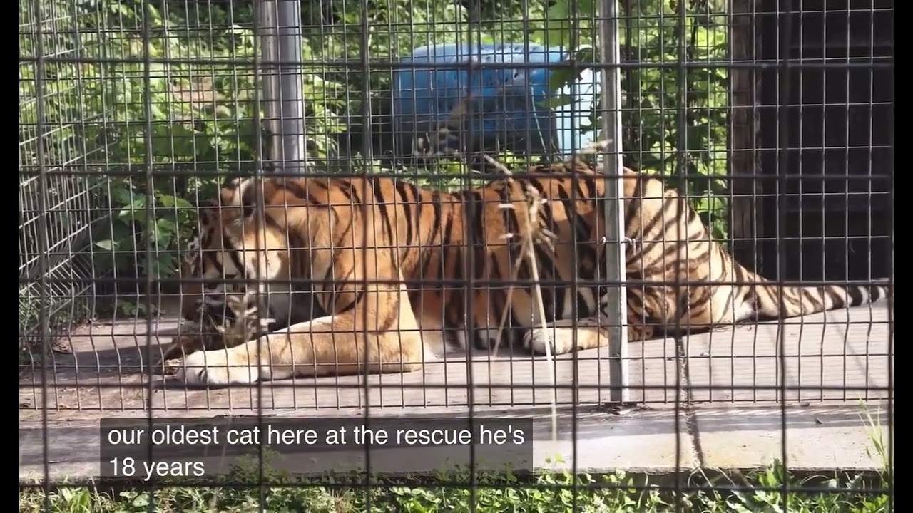 Khan the oldest animal at the Wisconsin Big Cat Rescue 