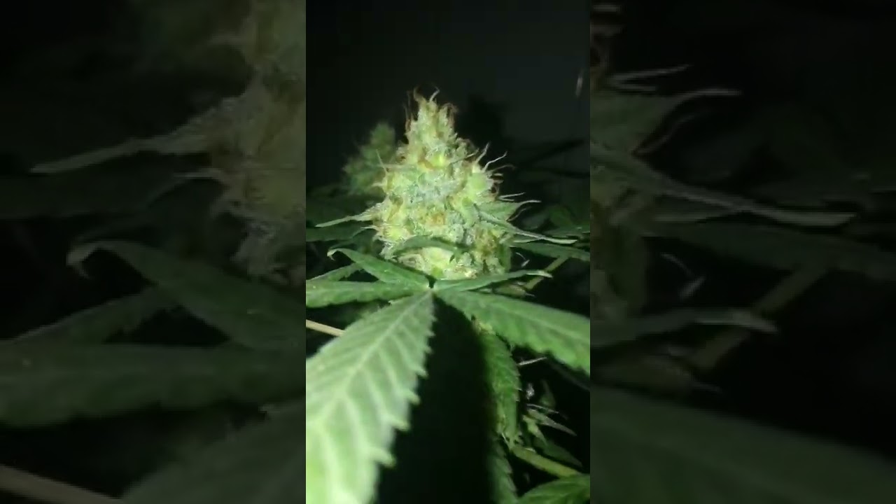 white russian (harvest)