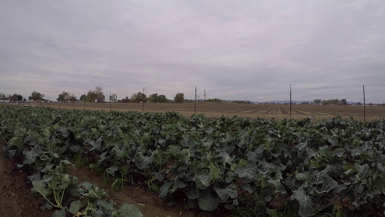 PLS110 Broccoli Field Demonstration December 6, 2018 One last look!