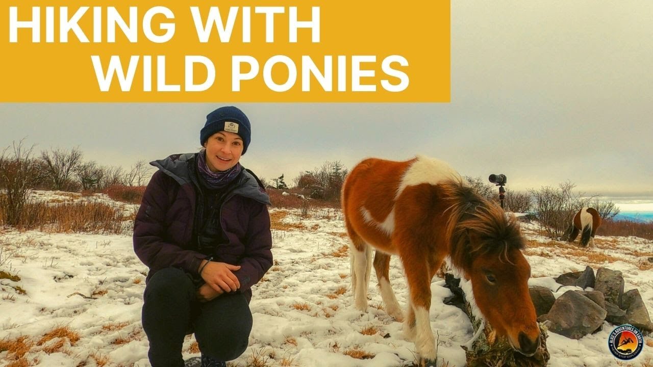 Wild Ponies of the Appalachian Trail | Hiking Virginia&rsquo;s Grayson Highlands in Winter