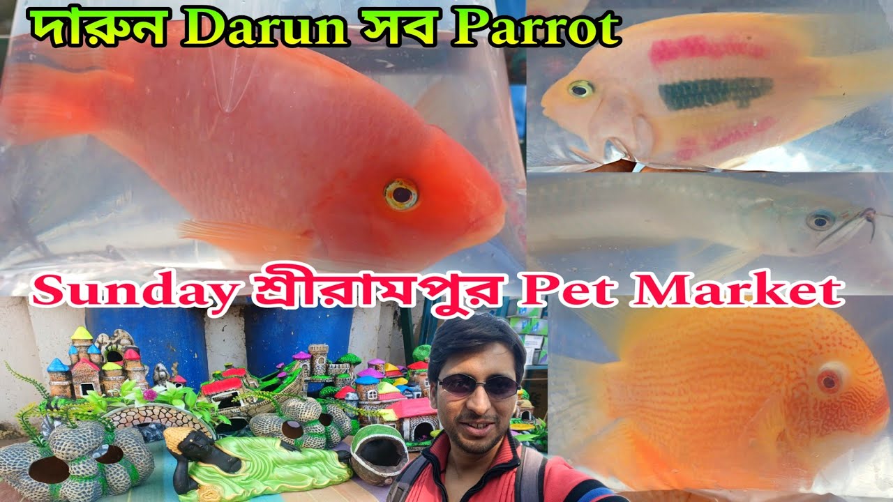 Sunday শ্রীরামপুর হাট | Aquarium Fish Haat Shrirampur | Aquarium Fish Pet Market 