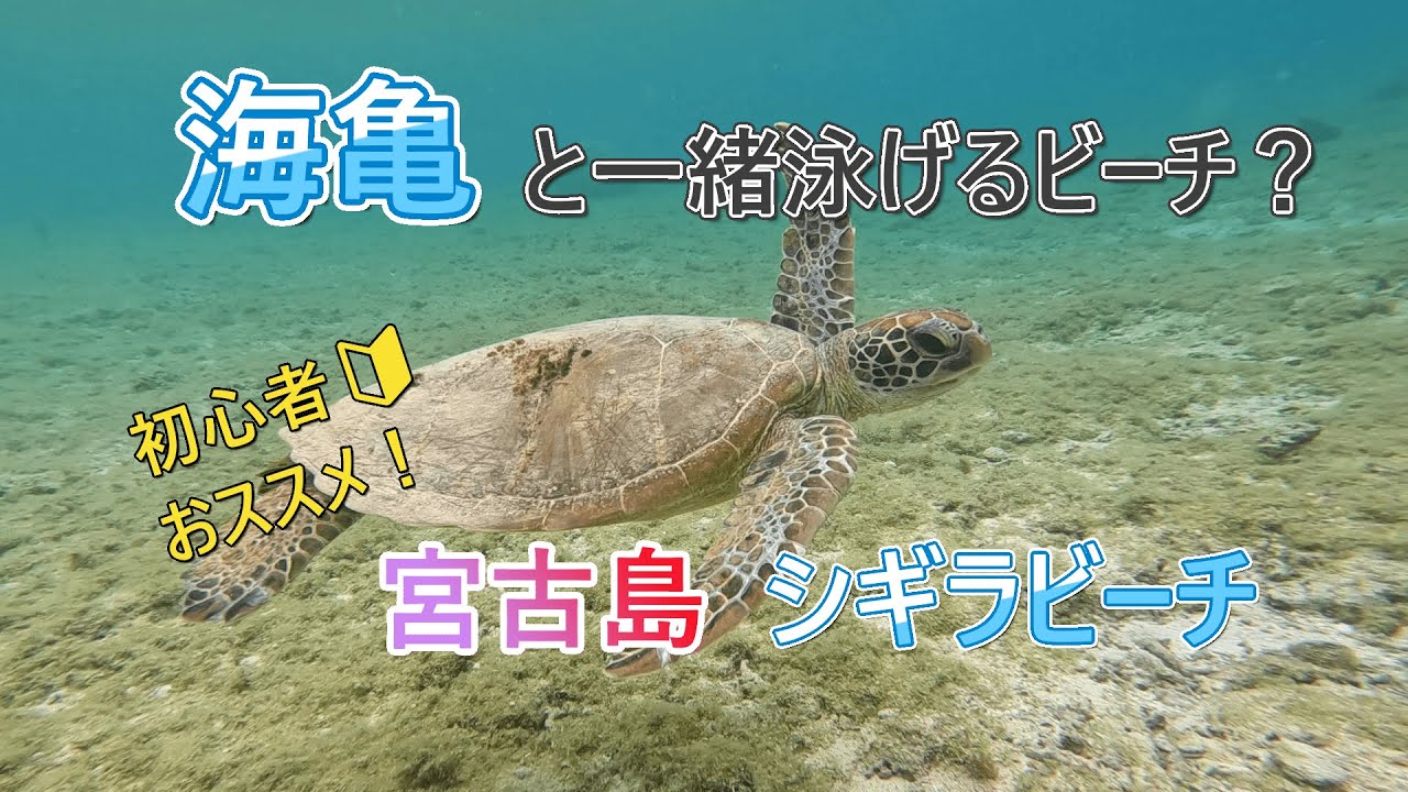 【宮古島】ウミガメと泳げる？初心者おすすめシギラビーチ