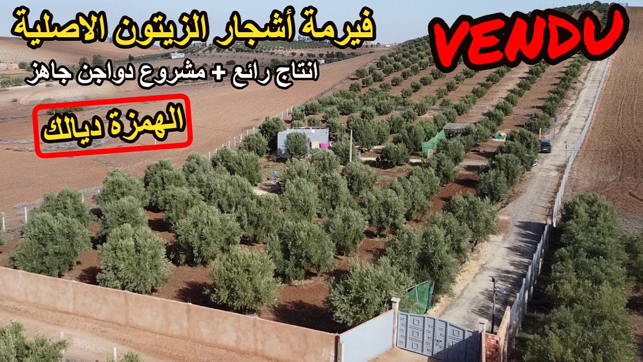 ✨الفيرمة ديالك لمحبي اشجار الزيتون المنتجة الاصلية 3 هكتارات مجهزة ومشروع دواجن كبير ✨ الخميسات