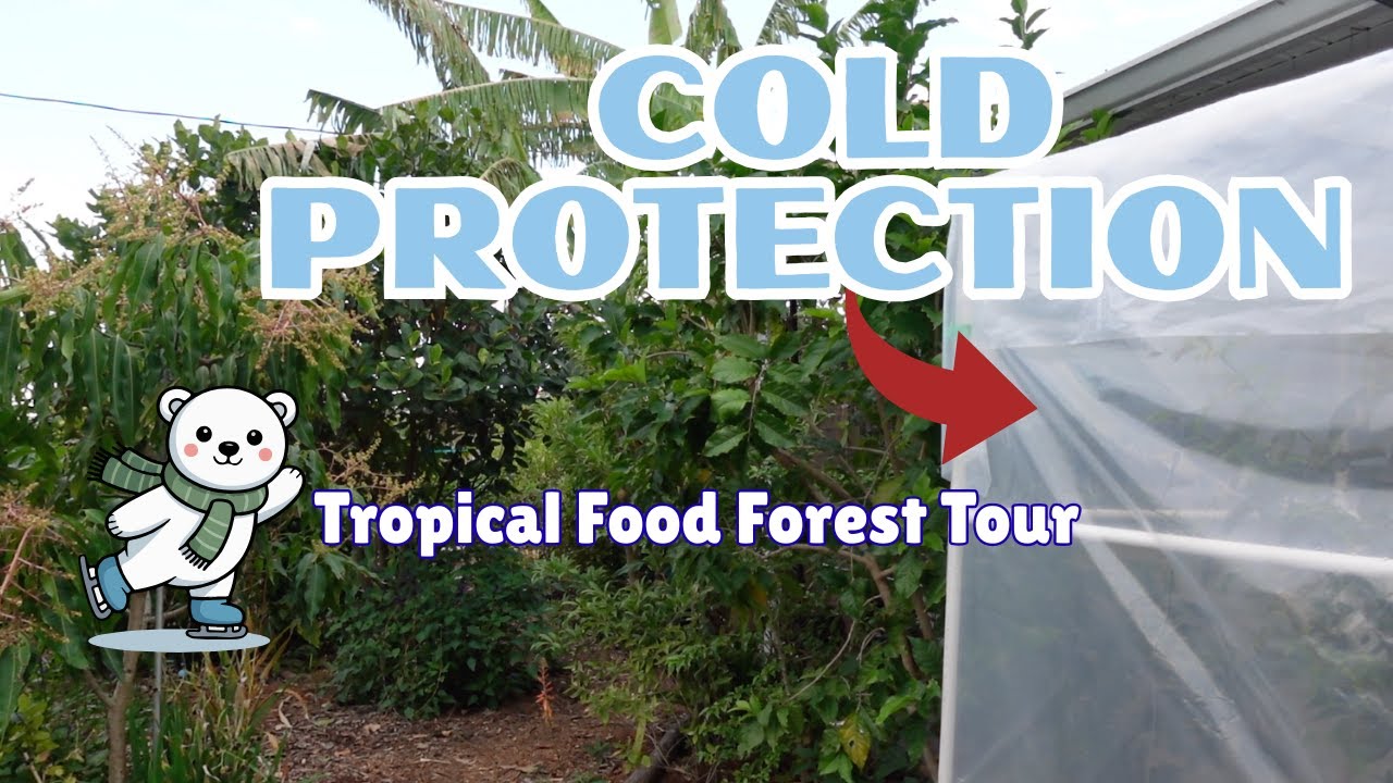 Тропический пищевой лес в холодную погоду 🌴❄️ | Экскурсия по садам Тампы и стратегия дизайна