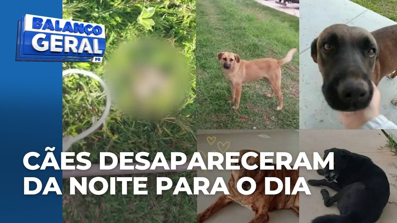 Mulher denuncia funcionários de e-commerce que teriam matado cachorros comunitários