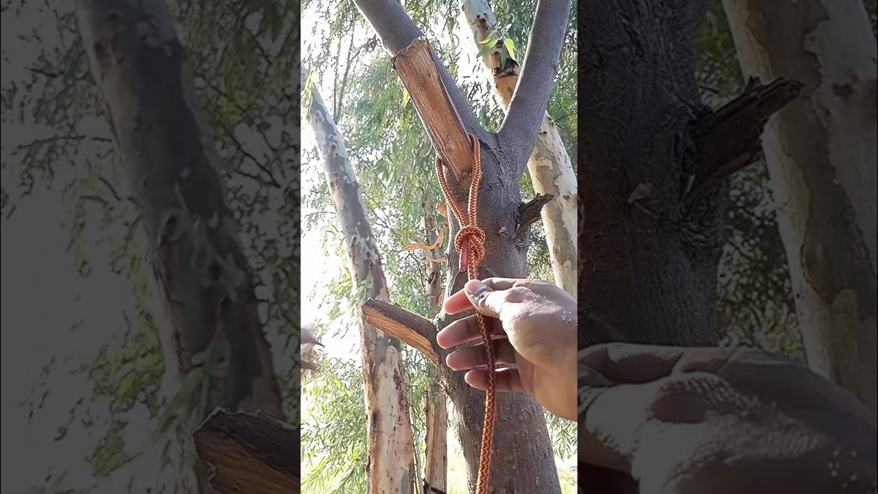Special Rope Knot Trick on Broken Tree Branch | Strong & Smart Binding Method #RopeKnot#KnotTrick