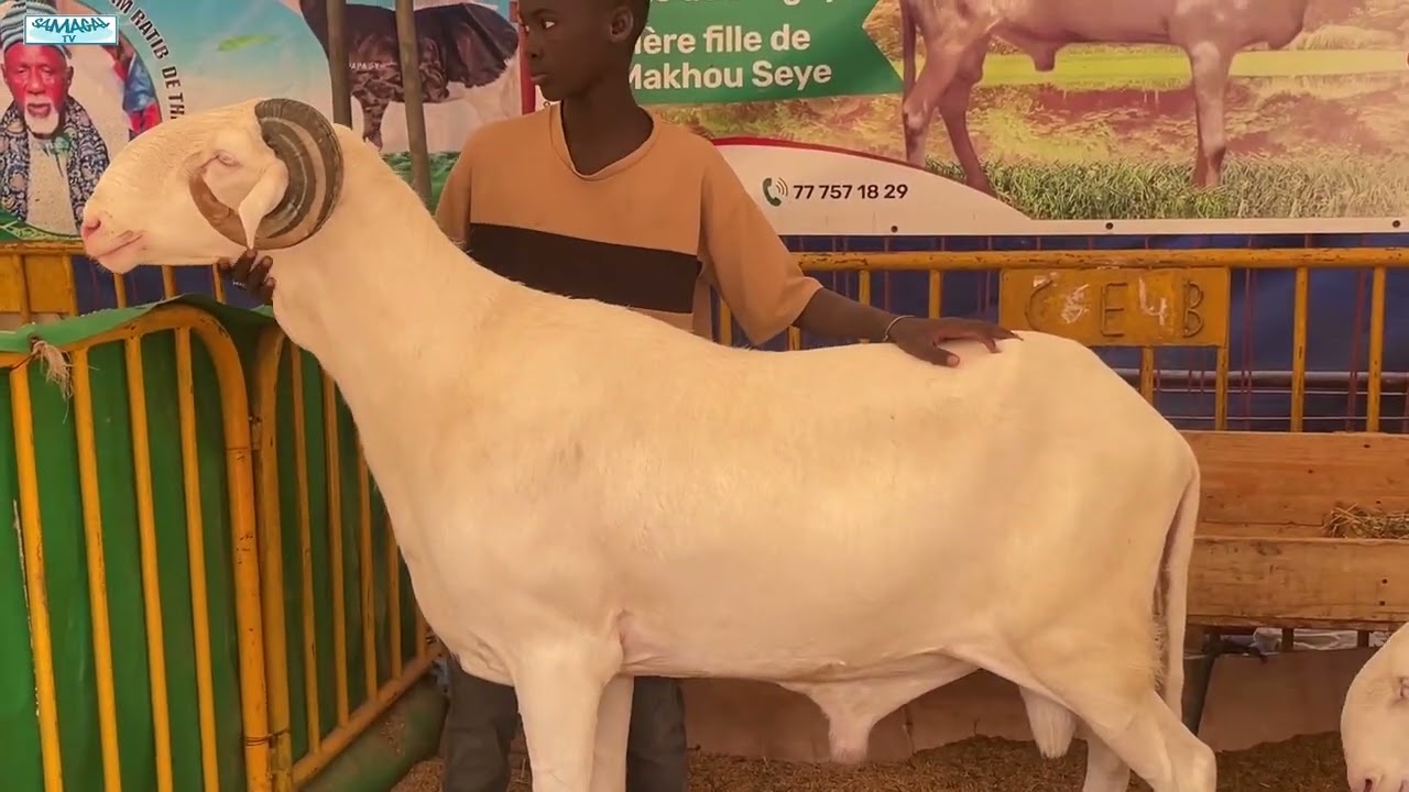 FOREB 2026 BERGERIE NDIAYENE