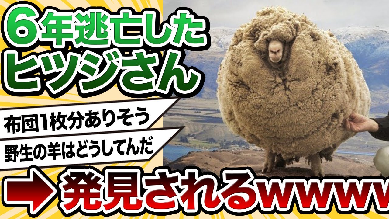 【2ch動物スレ】6年間、毛を刈らなかった羊がコチラｗｗｗｗｗｗｗｗｗｗｗ