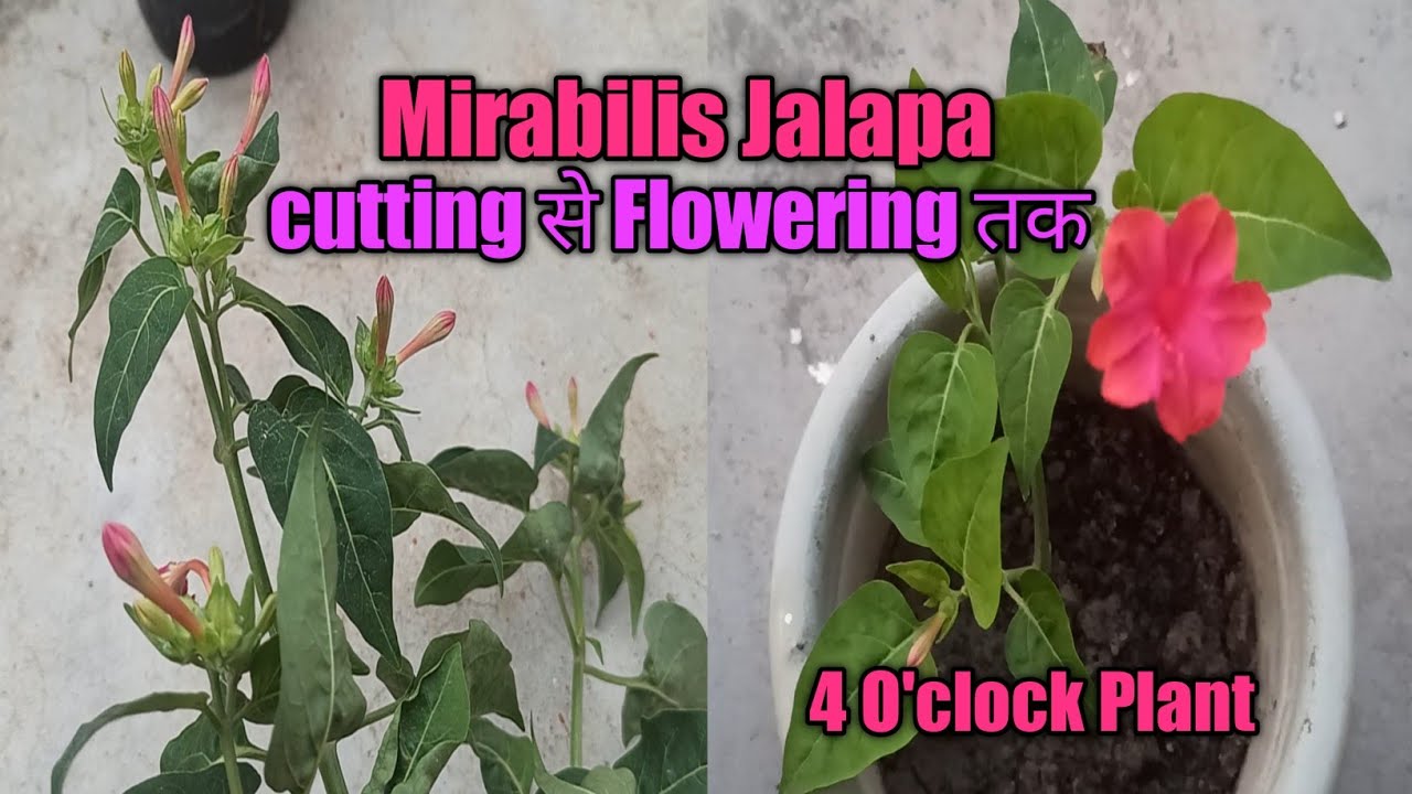 How to grow Mirabilis Jalapa by Cutting|| 4O'Clock Plant|| Mirabilis Jalapa complete Care||