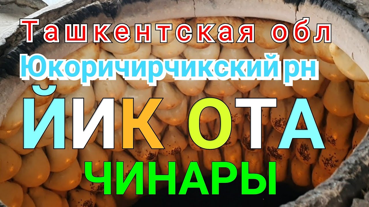 Ташкентская область Юкори Чирчикский рн  ЙИК ОТА    ЧИНАРЫ