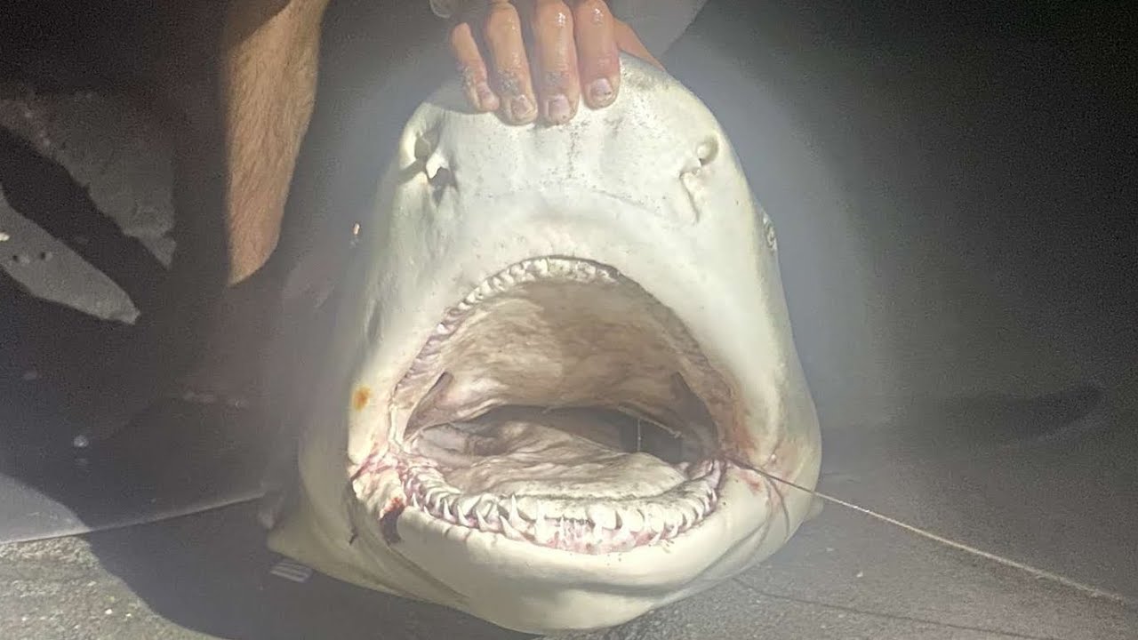 MASSIVE Lemon Shark Caught From Shore (Land Based Shark Fishing Juno Beach)