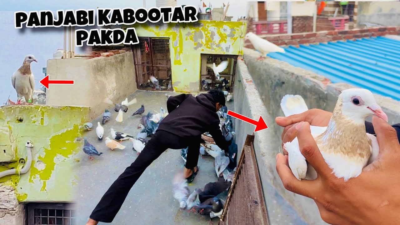 Panjabi Kabootar pakda Aaj &hearts;️