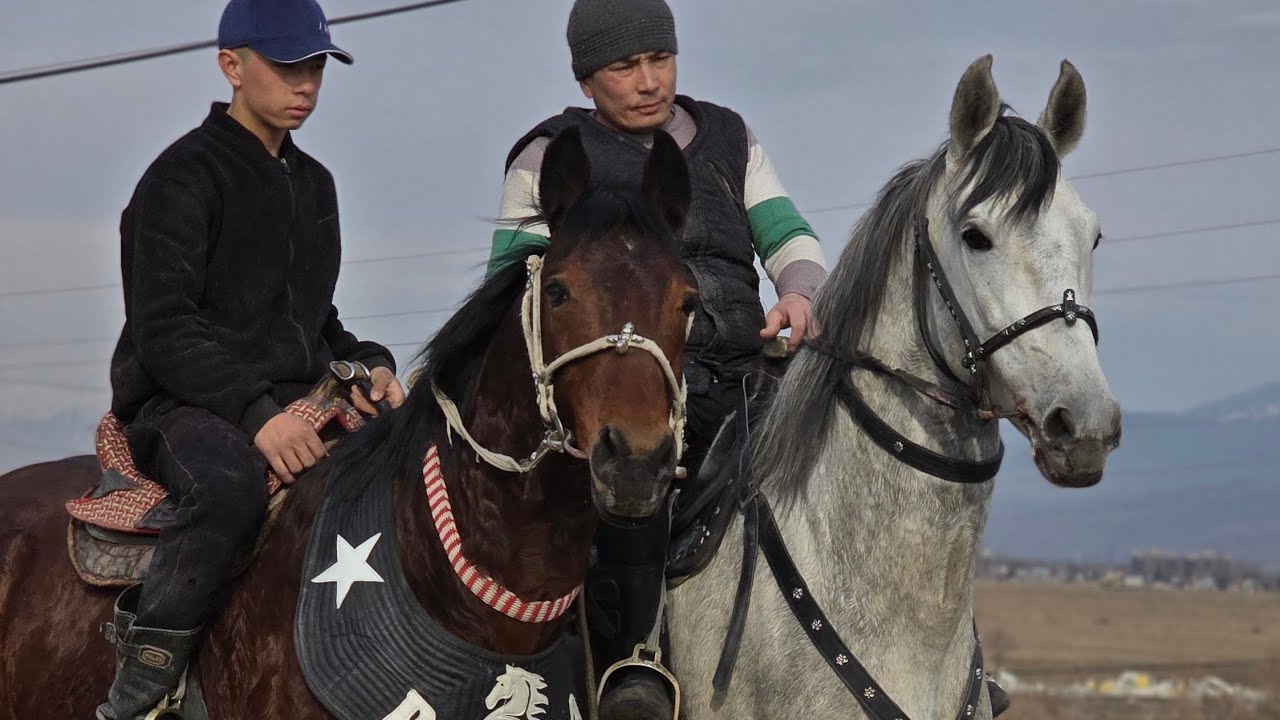 УМИДЖОНДА ОСКР VS БОЙКА ОТ...#Sotiladi #horse #rek #Otlar #Otbozor #Chorva