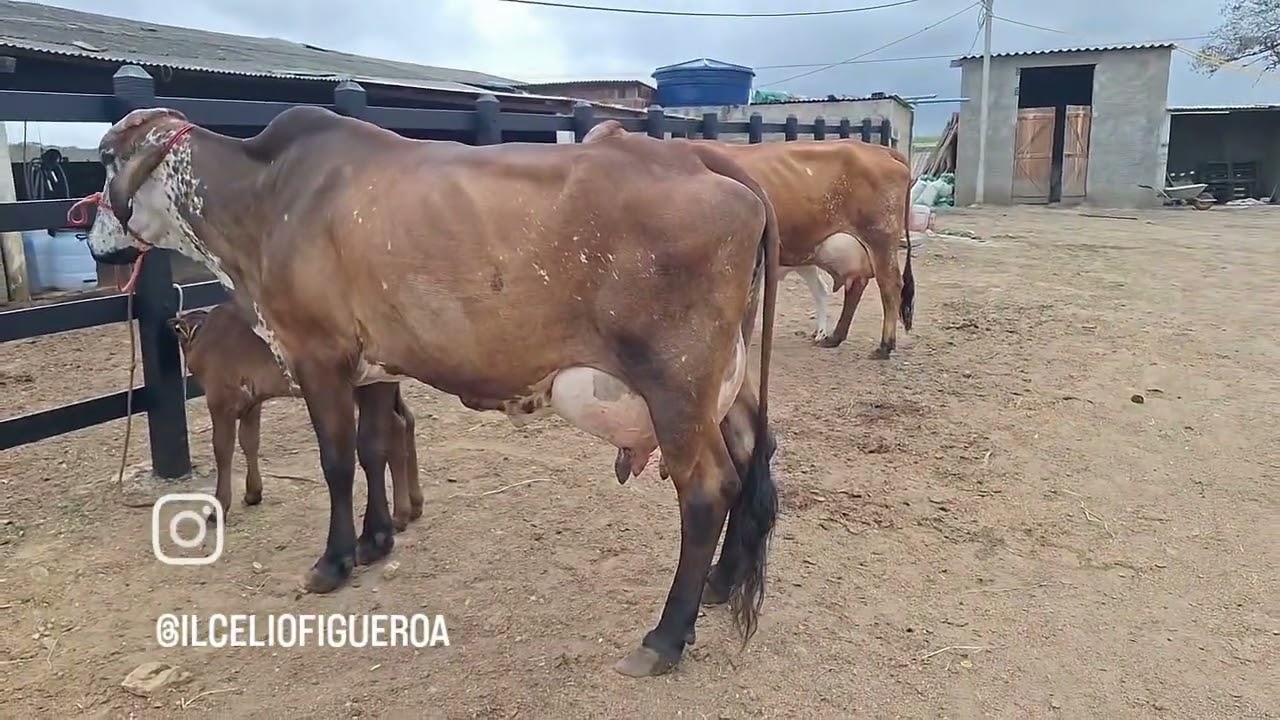 as melhores vacas leiteiras e baratas no sítio Figueroa