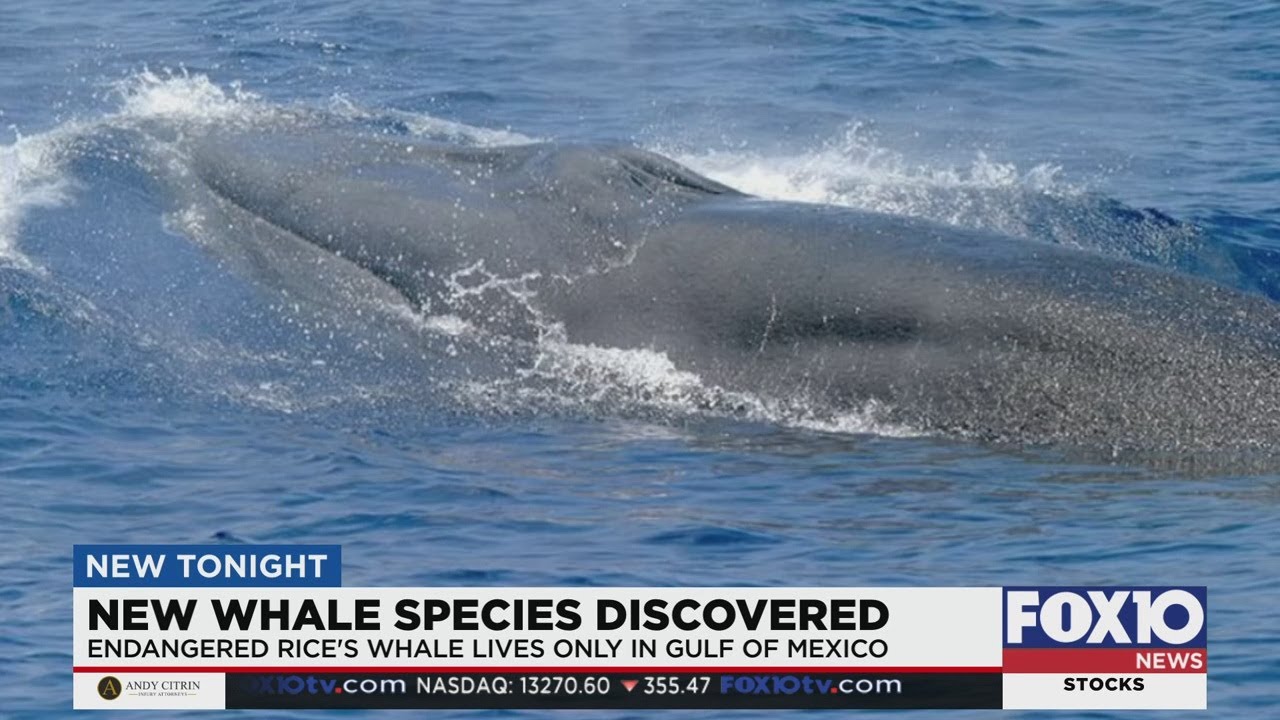 New whale species discovered in the Gulf of Mexico