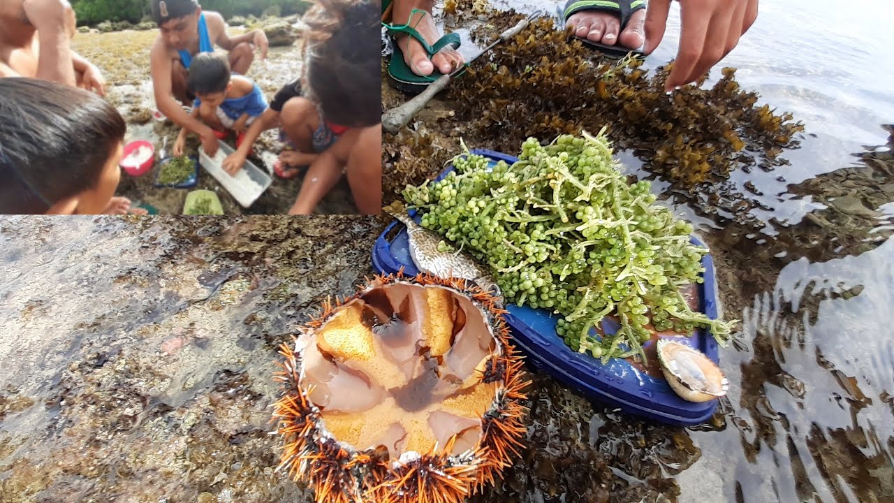 Sarap ng kainan sa tabing dagat| swaki at sea grapes( latu)
