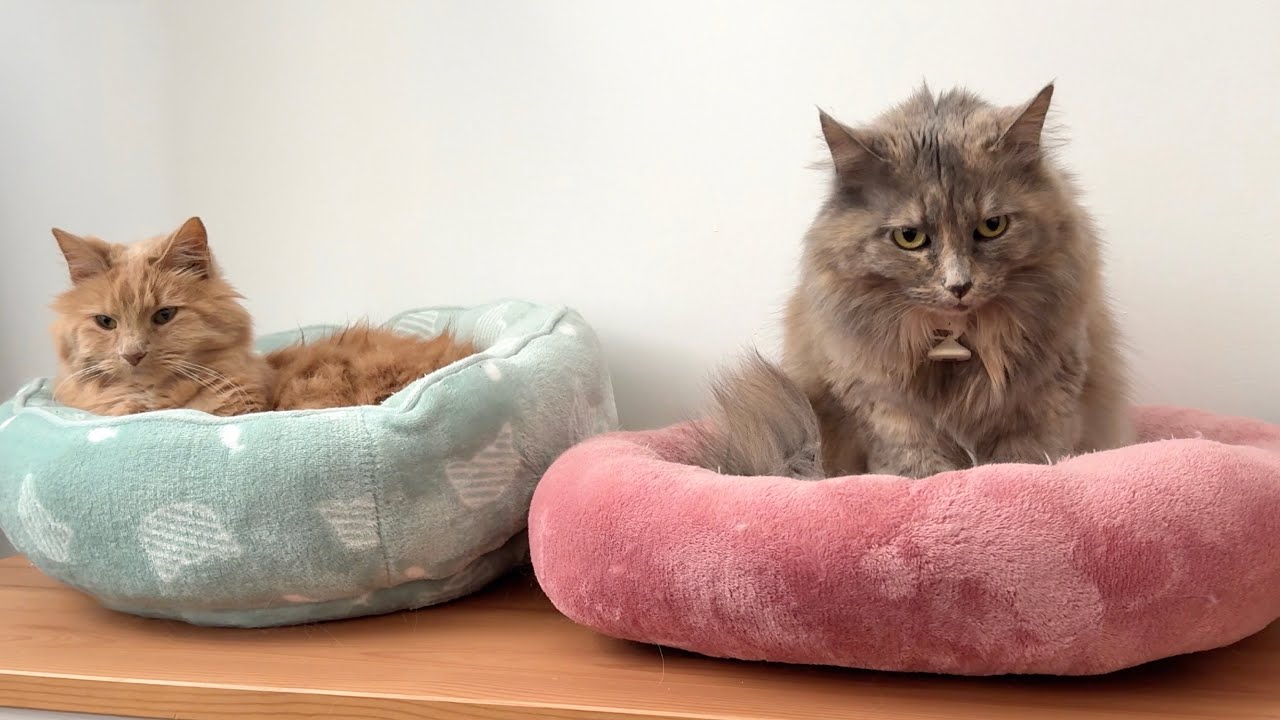 Наши кошки раньше НЕНАВИДЕЛИ друг друга, а потом случилось ЭТО