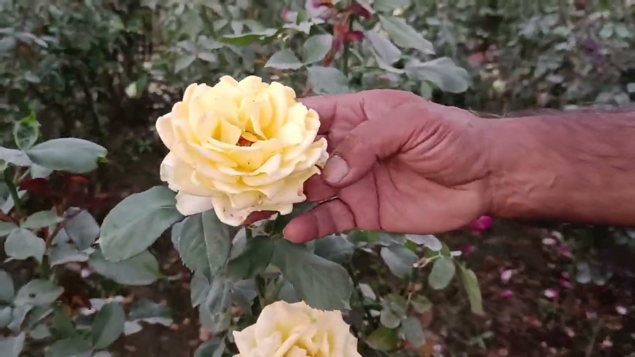 Updated Plans for Plants and Motherplants | December Bloom | Pushpanjali Rosery Bareilly