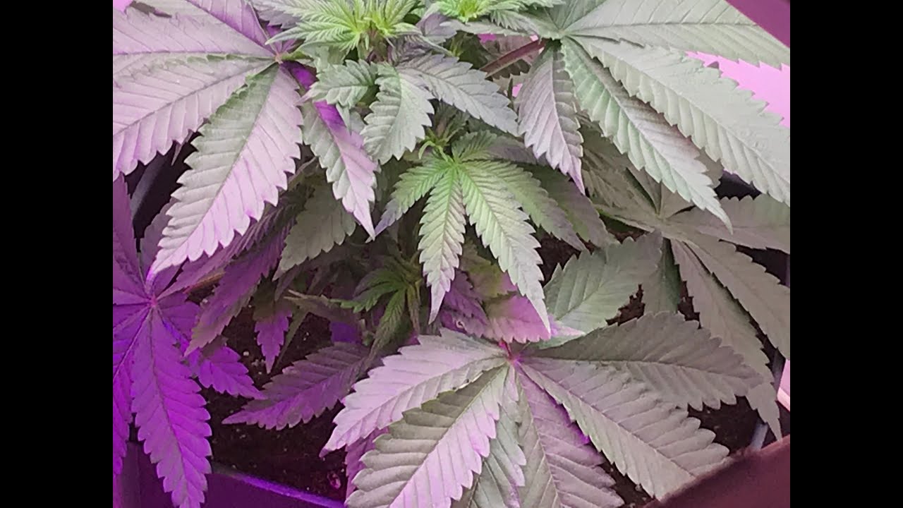 Indoor Cannabis grow update January 4 2020