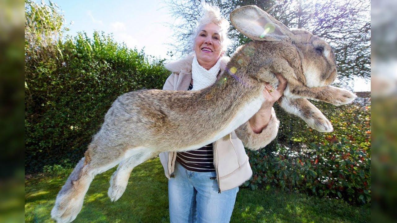 Das ist der fetteste Hase der Welt! Heftige Bilder!