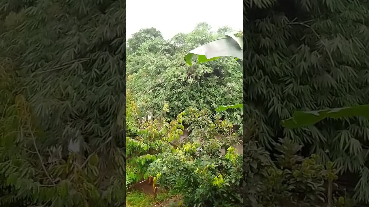 Replay Live | Suasana Senja Hari di Kebun Bambu 