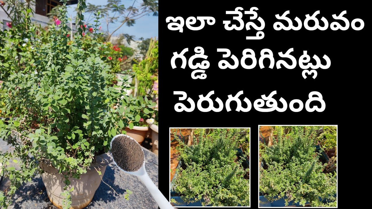 మరువం ఎండిపోకుండా పెరగటానికి|| ఇలా చేస్తే మరువం గడ్డి పెరిగినట్లు పెరుగుతుంది