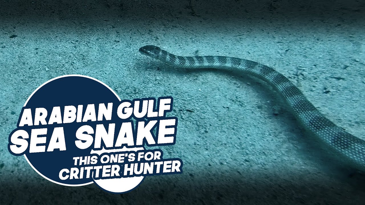 Arabian Gulf Sea Snake | This One’s for Critter Hunter