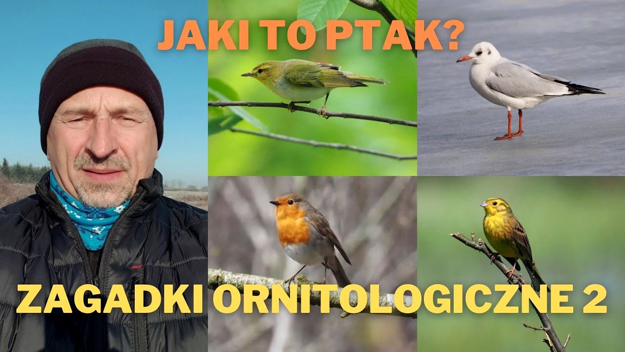 Zagadki ornitologiczne 2. Jaki to ptak?