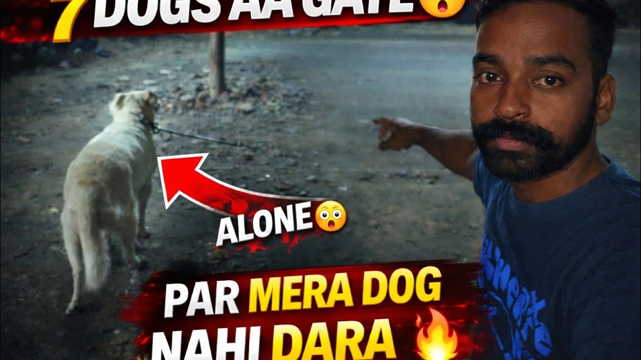 7 Dogs vs My Dog 😳 | Aaj Sach Mein War Ho Gayi 🐶🔥