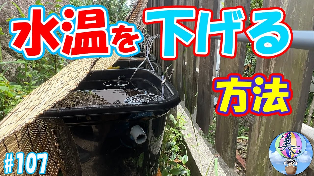 水温を下げる方法！真夏の高水温対策！【美心流メダ活の小技】＃１０７ ～美心めだか～