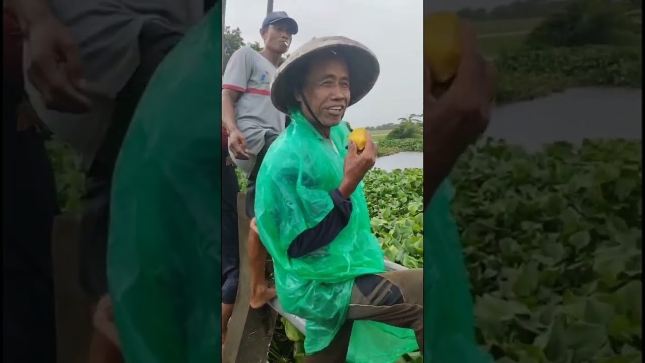 Kerja bakti ngudal Enceng gondok bersama pemdes Ruwit bersama para petani untuk mengatasi banjir 