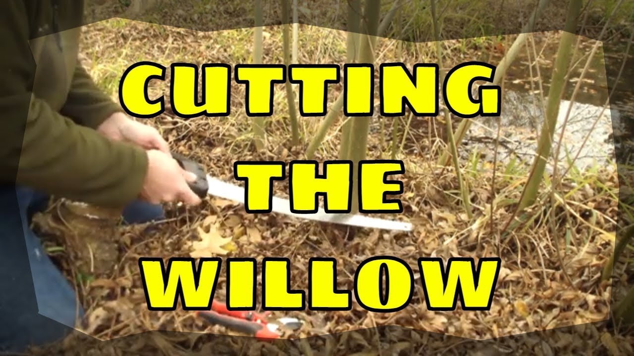 Cutting the Willow Bed