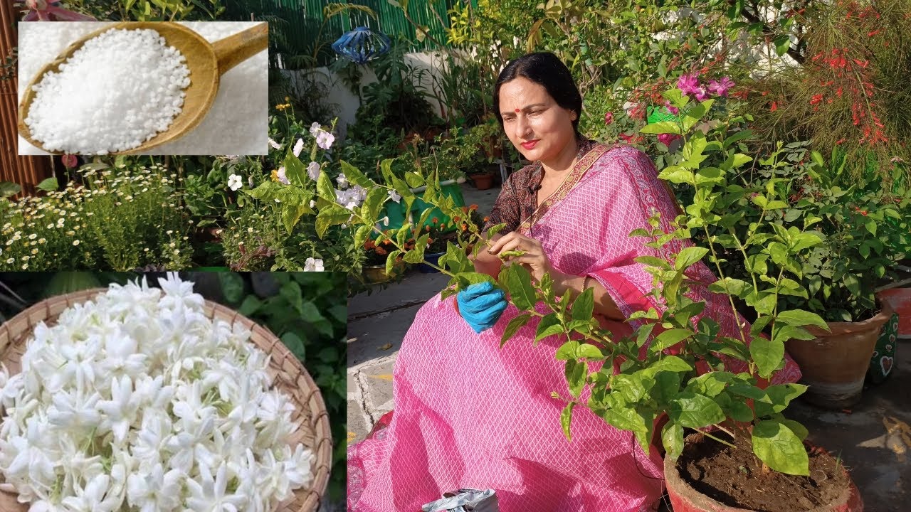 How to grow Mogra in pot | My Secret to get heavy flowering in Mogra plant