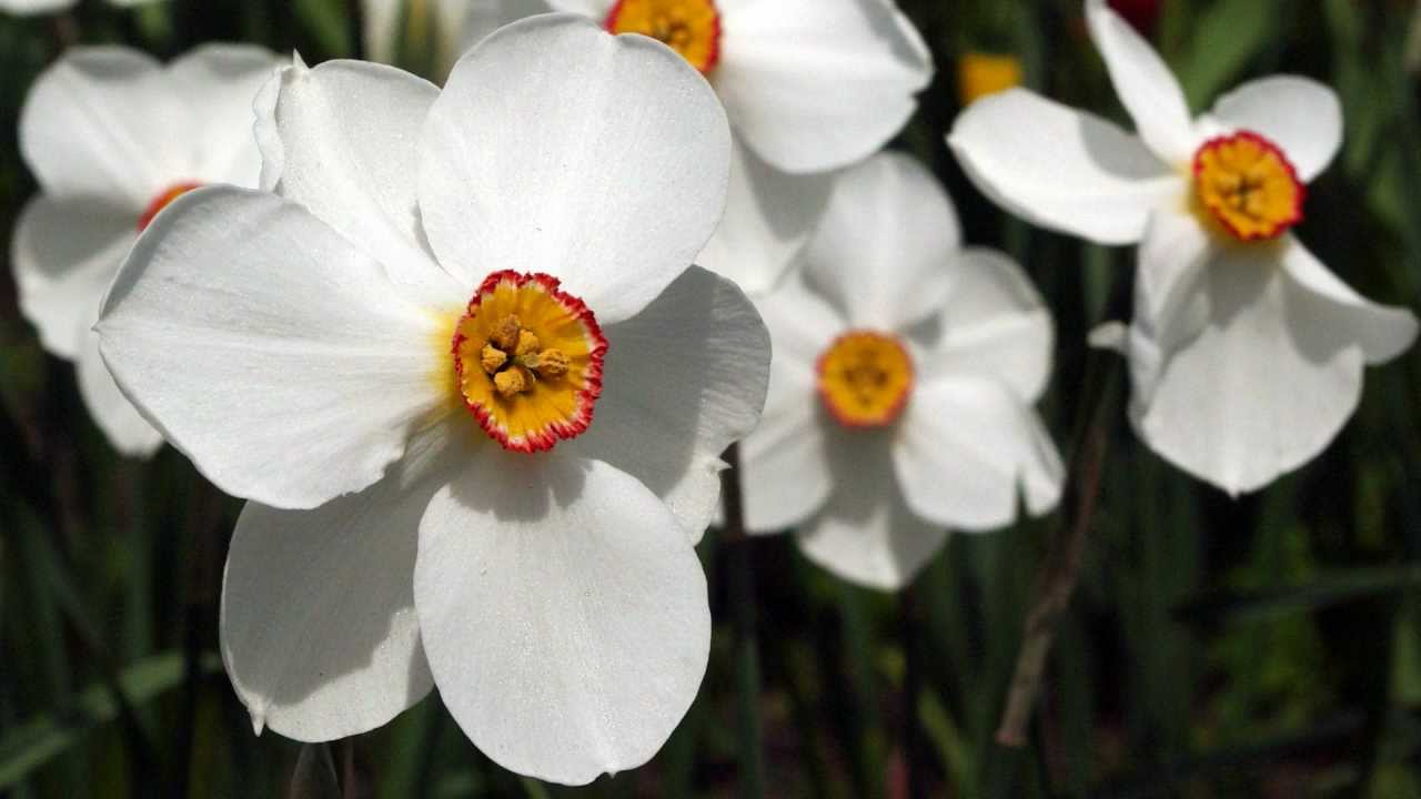 Mozart - Piano Concerto No. 21 
