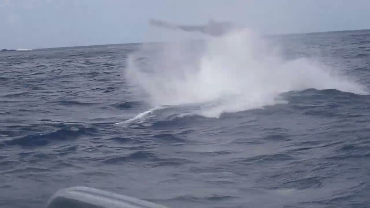 2026.1.22 小笠原　#ザトウクジラ